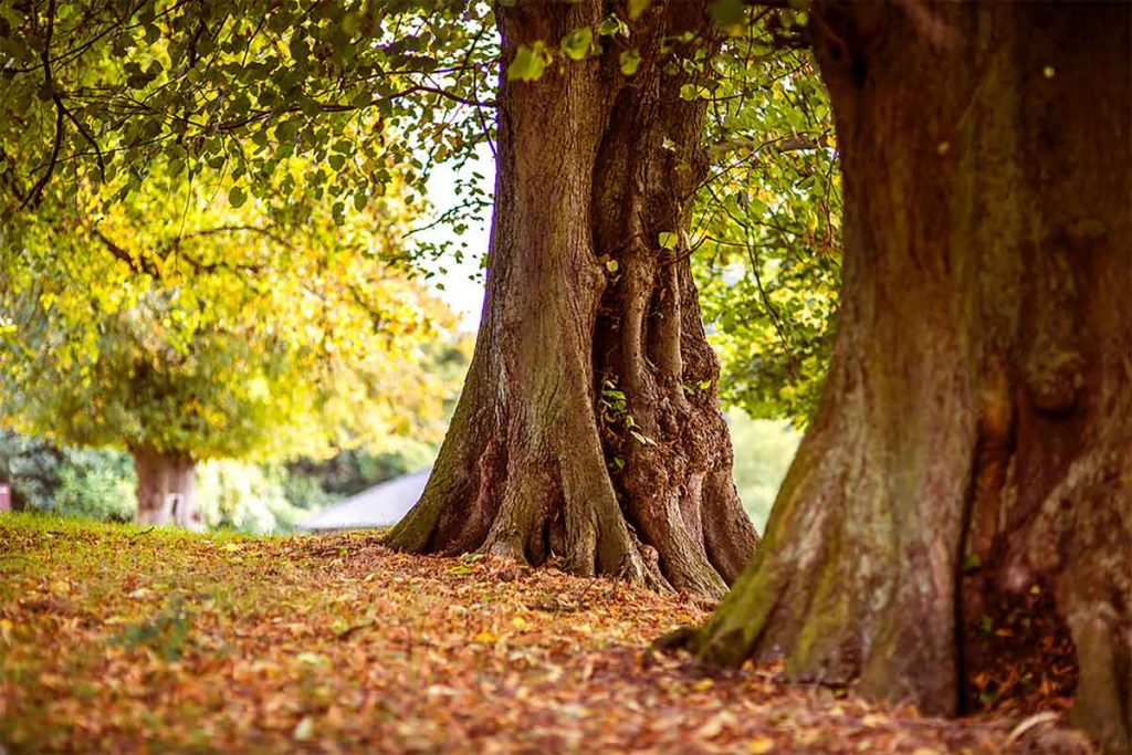 forest with leaves on the ground